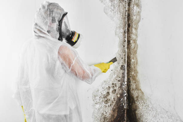 Best Fast Mold Removal  in New Kingman Butler, AZ