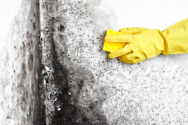 Best Local Mold Removal Service  in New Kingman Butler, AZ