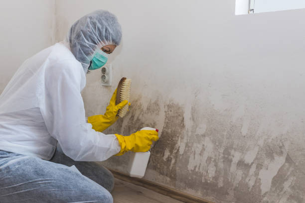 Best Crawl Space Mold Removal  in New Kingman Butler, AZ