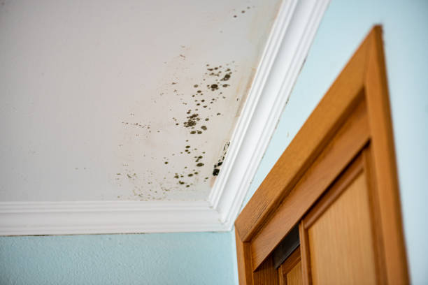 Best Home Mold Removal  in New Kingman Butler, AZ