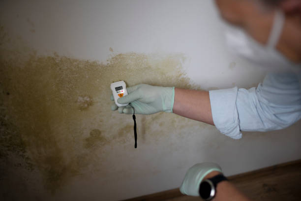 Best Local Mold Removal Service  in New Kingman Butler, AZ