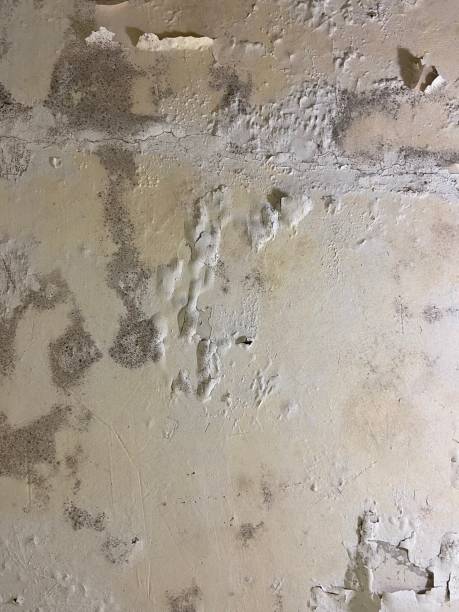 Best Mold Damage Repair  in New Kingman Butler, AZ