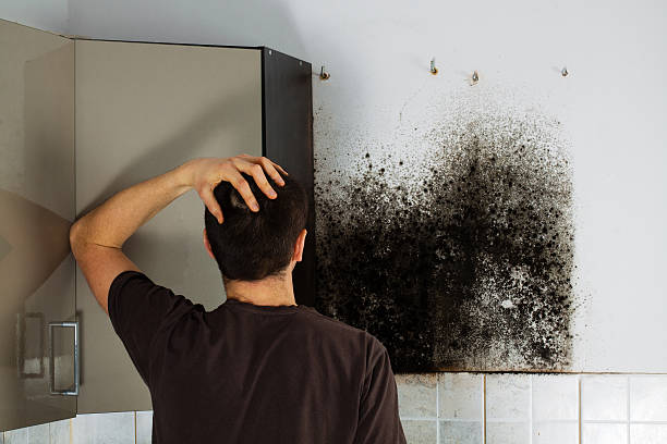 Best Home Mold Removal  in New Kingman Butler, AZ