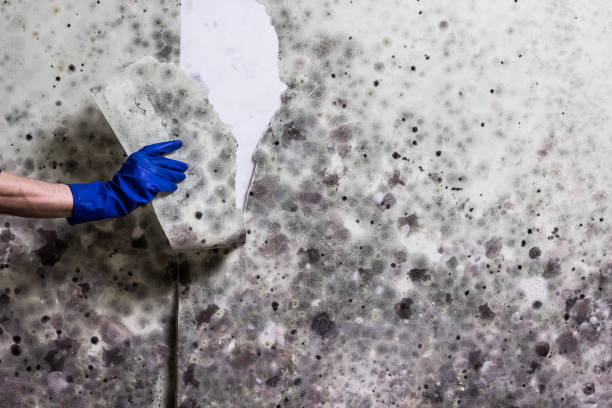 Mold Removal Process in New Kingman Butler, AZ